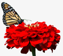 超唯美漂亮红色菊花花朵蝴蝶素材