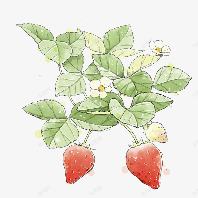 手绘草莓图png免抠素材_88icon https://88icon.com 创意 多彩 手绘 水果 白花 简约 红色草莓 绿叶