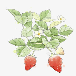 手绘草莓图素材