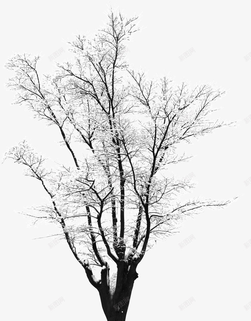 摄影创意白色冬天树木png免抠素材_88icon https://88icon.com 冬天 创意 摄影 树木 白色