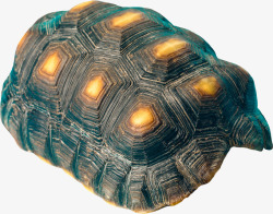 漂亮海洋龟壳素材