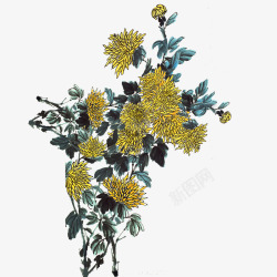 重阳节黄色菊花朵装饰免载素材