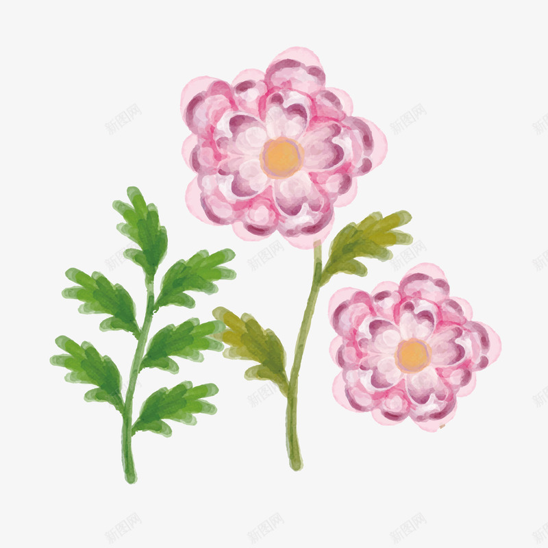 九月菊花和菊叶png免抠素材_88icon https://88icon.com 九月菊 菊叶 菊花