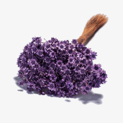 紫色蜡菊花束素材