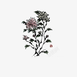 手绘中国风菊花素材