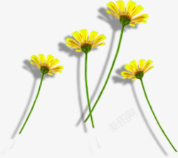 摄影合成黄色的菊花效果素材