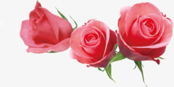 三朵漂亮的玫瑰花素材