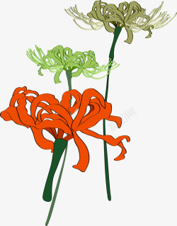 手绘韩式菊花植物素材