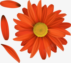 橙色菊花海报背景素材