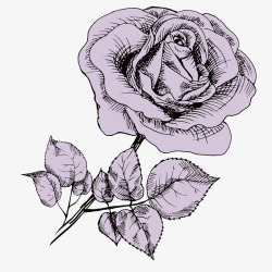 漂亮紫色玫瑰花手绘矢量图素材