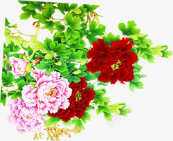 五月五端午节红色菊花素材
