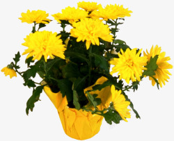 小清新黄色花朵菊花盆栽素材