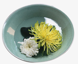 碗里的菊花素材