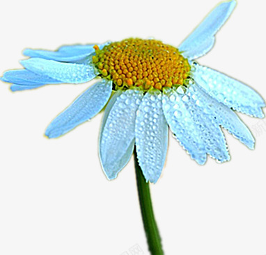 美丽的白菊花png免抠素材_88icon https://88icon.com 好看 素雅 蓝色 高雅