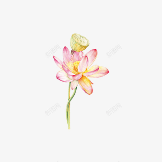 美丽的粉色荷花莲子png免抠素材_88icon https://88icon.com 动画植物 卡通手绘 卡通插图 漂亮的 粉色的 荷花莲子