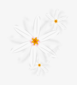 精美白色野菊花素材