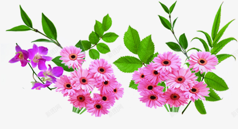 粉色清新春天菊花png免抠素材_88icon https://88icon.com 春天 清新 粉色 菊花