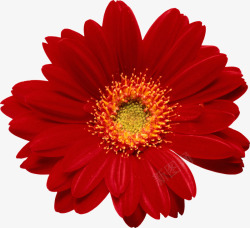 红色菊花花朵装饰素材