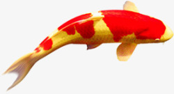红黄色漂亮鲤鱼中秋节素材