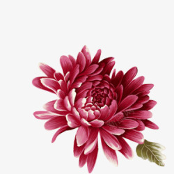 菊花紫红色菊花装饰素材