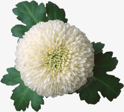白色的菊花素材