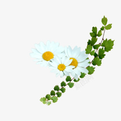 白色雏菊花和绿色叶子素材
