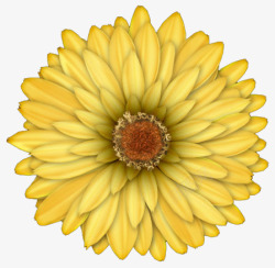 一朵黄色的菊花素材