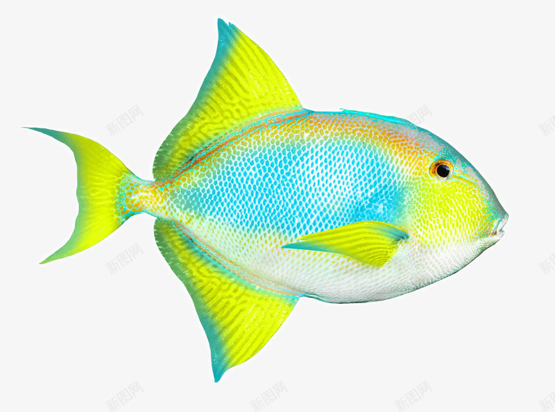 美丽的热带鱼png免抠素材_88icon https://88icon.com 小鱼 彩色的海洋鱼类图片 彩色鱼 海洋生物 漂亮的鱼 热带鱼 美丽的热带鱼 鱼儿 鱼类