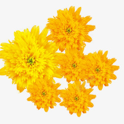重阳节黄色菊花朵装饰免素材