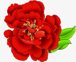 红色盛开菊花素材
