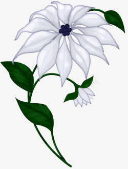 白色菊花素材