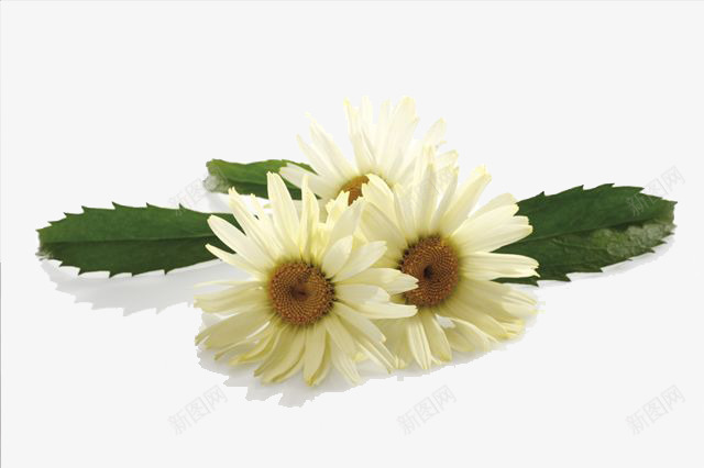 菊花叶png免抠素材_88icon https://88icon.com 免扣 免扣菊花 绿色植物 花朵 花瓣 菊花叶