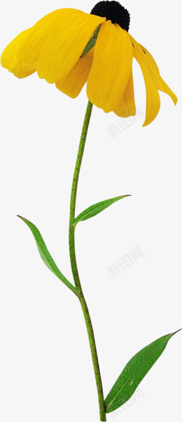 黄色菊花花朵装饰png免抠素材_88icon https://88icon.com 图片 花朵 菊花 装饰 黄色