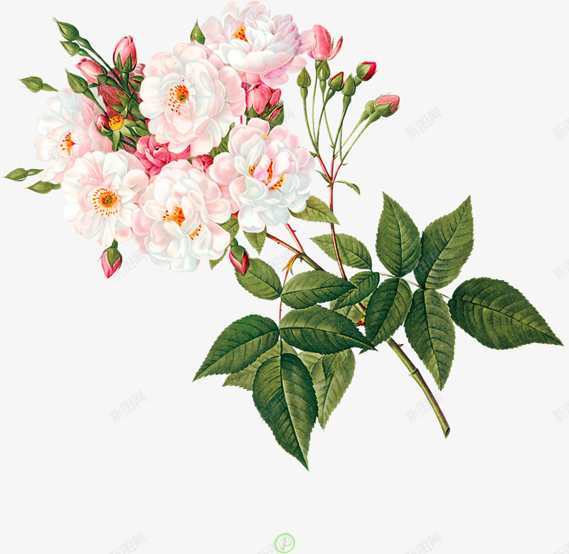 漂亮的花束png免抠素材_88icon https://88icon.com 卡通 手绘 枝叶 白色 粉色 绿色 花朵 装饰