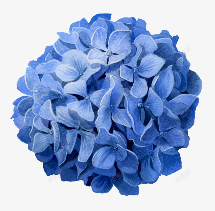 蓝色的花png免抠素材_88icon https://88icon.com 漂亮的花 花 花朵 蓝色花