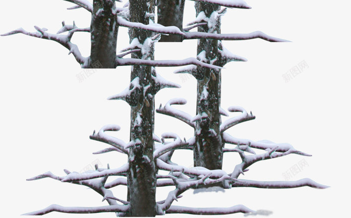 创意合成冬天室外的树木png免抠素材_88icon https://88icon.com 冬天 冬天树木 合成 室外冬天 树木