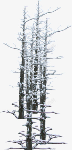 创意合成冬天室外的树木素材