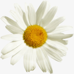白色菊花海报背景素材