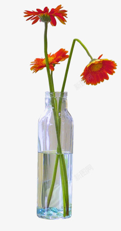 红菊花花瓶高清图片