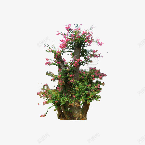 漂亮花树png免抠素材_88icon https://88icon.com 树木 植物 植物景观 花树