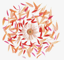 菊花和花瓣组成的背景素材