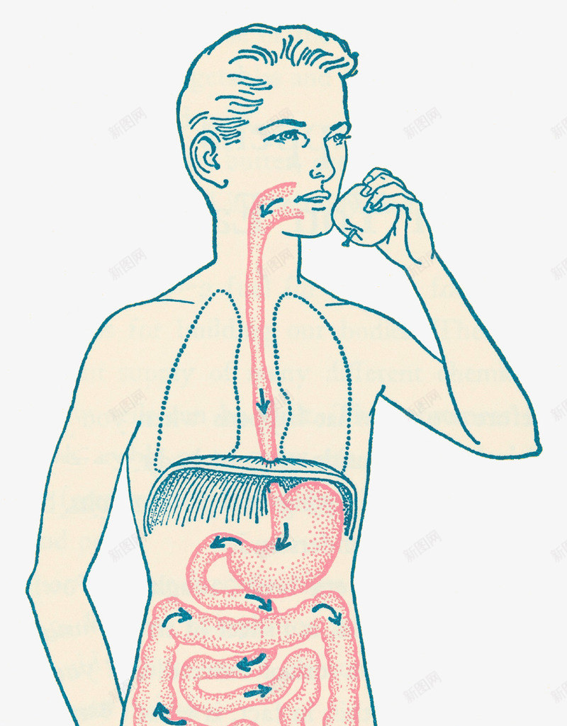 消化系统插图psd免抠素材_88icon https://88icon.com 促进消化 医疗插图 消化系统 消化道 胃肠 食物