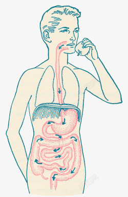 胃肠消化系统插图高清图片