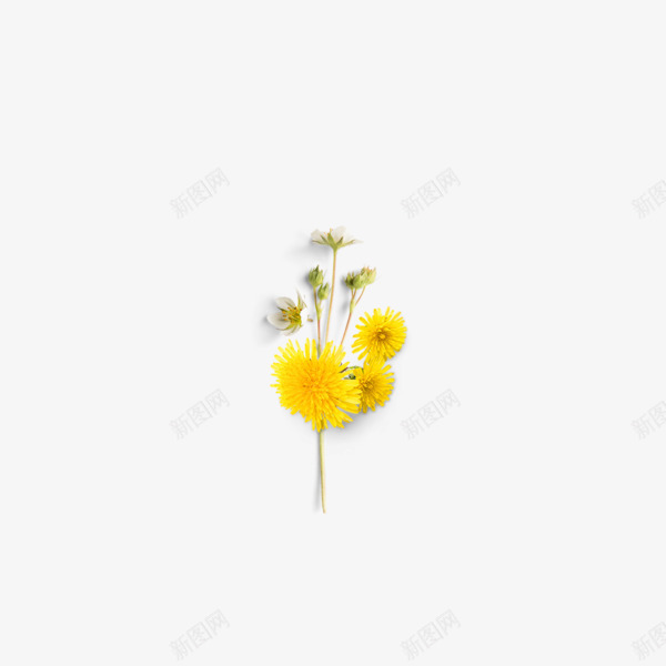 手绘树叶鲜花png免抠素材_88icon https://88icon.com png 手绘 植物 素材 菊花 黄色