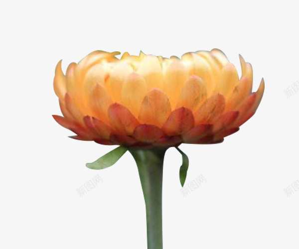 一朵蜡菊盛开png免抠素材_88icon https://88icon.com 一朵花 植物 法国蜡菊 花儿 花卉 花朵 蜡菊 蜡菊花 鲜花