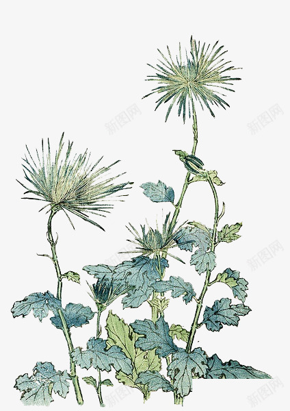 手绘花卉png免抠素材_88icon https://88icon.com 手绘元素 花 花朵 花素材 菊花 重阳素材 重阳节