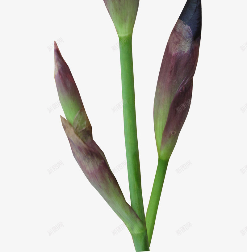 紫色漂亮藏红花png免抠素材_88icon https://88icon.com 紫色花枝 花枝 花枝藏红花 藏红花花枝