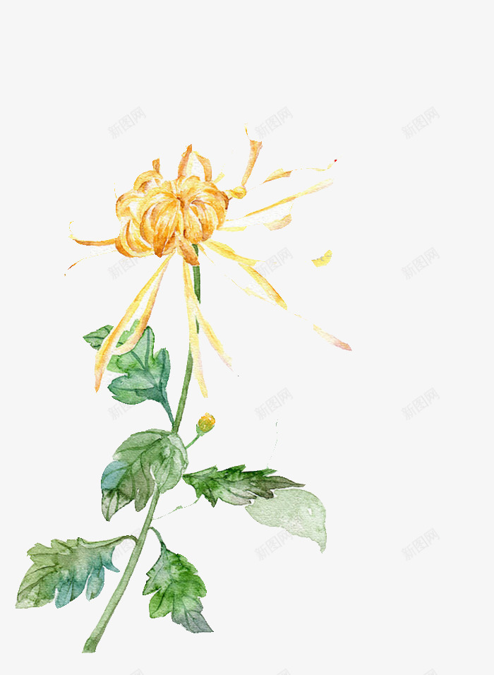 菊花png免抠素材_88icon https://88icon.com 素描 菊花 黄色