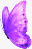 紫色漂亮蝴蝶贺卡素材