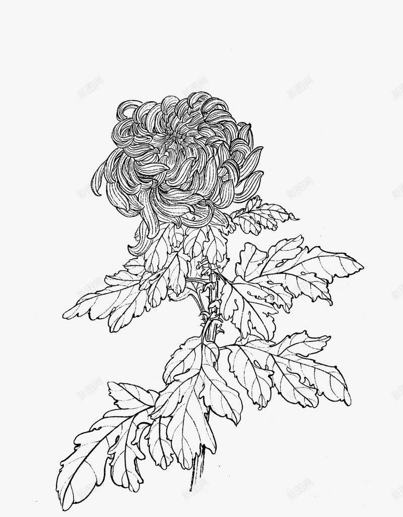 菊花png图片免费下载-素材nqzmmzan-88ICON